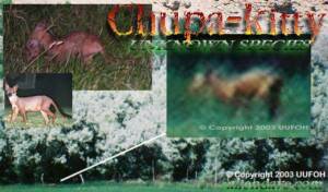 Chuppa-kitty - Photo comparisons