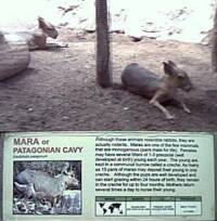 'Patagonian Cavy' at Utah's Hogle Zoo