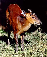 Muntjac