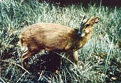 muntjac