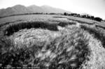 The Spanish Fork Cropcircle 2004